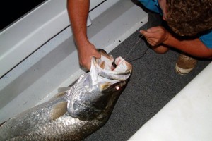 barramundi-on-deck