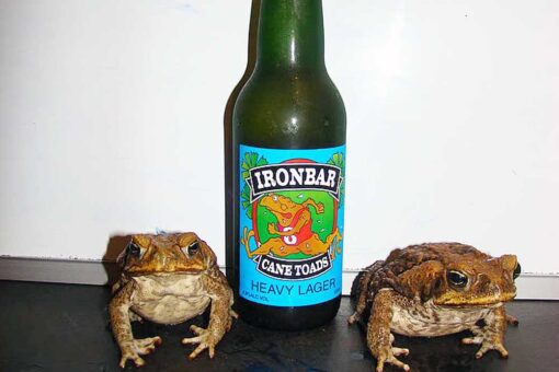 Iron Bar Cane toad races