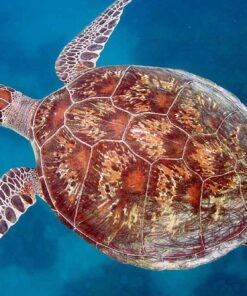 luxury island sailing turtle