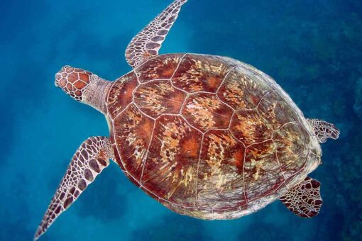 luxury island sailing turtle