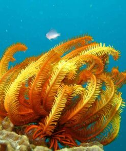 opal reef diving feather star